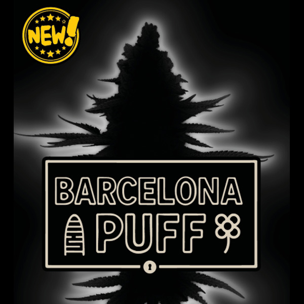 Auto Barcelona Puff fem. 25 u. Seedstockers Superior