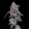 Auto Big Mac  3 u. fem. DNA Genetics