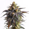 Auto Biscotti 3+1 u. fem. Vision Seeds