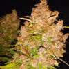 Auto Blackberry Kush fem. Dutch Passion