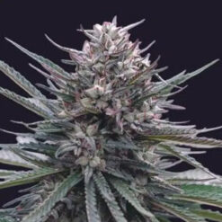 Auto Blubonik 25 u. fem. Genehtik