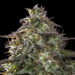 Auto Blueberry Cheesecake fem. Female Seeds