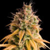 Auto Bonkers 10 u. fem Empire Seeds