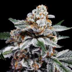 Auto Canelo  3 u. fem. DNA Genetics