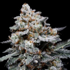 Auto CheMACal Romance  3 u. fem. DNA Genetics