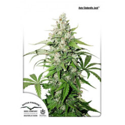 Auto Cinderella Jack fem. Dutch Passion