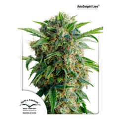 Auto Daiquiri Lime fem. Dutch Passion