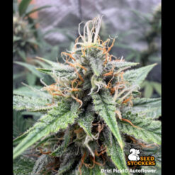 Auto Drizl Pickl  25 u. Seedstockers Superior