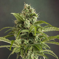 Auto Euforia fem. Dutch Passion