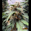 F.U.H (F*cked Up Hippy) Auto