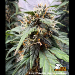 Auto F.U.H (F*cked Up Hippy) fem. 25 u. Seedstockers Superior