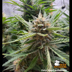 Auto Fishy Zoap  25 u. Seedstockers Superior