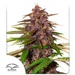 Auto Forbidden Cherry fem. Dutch Passion