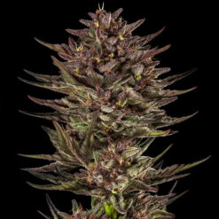 Auto Frosted Zinn x Cookie Dog   fem. Barney's