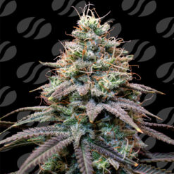 Auto FumePop  fem. Original Sensible