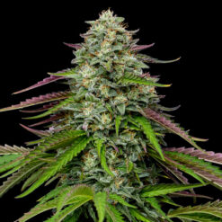 Auto Garlic Budder  Humboldt Seeds Company