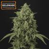 Auto Gelonade  fem.   15 u. Seedstockers