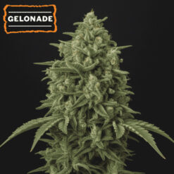 Auto Gelonade  fem.   15 u. Seedstockers