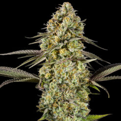 Auto Georgia Pie 100 u. fem. Advanced Seeds