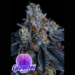 Auto Giga Brain   fem Anesia