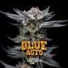 Auto Gorilla Glue  fem BSF Seeds