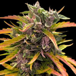 Auto Gorilla Glue  25 u. fem Barney´s