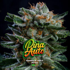 Auto Gorilla Piña XXL  fem BSF Seeds