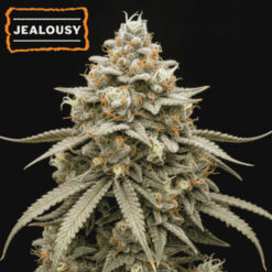 Auto Jealousy  fem.   15 u. Seedstockers