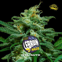 Auto Lebron Haze  XXL  fem BSF Seeds