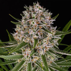 Auto Lemon Haze  25 u. fem Barney´s