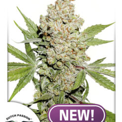 Auto Lemon Kix fem. Dutch Passion
