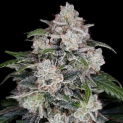 Auto Mac N Me  3 u. fem. DNA Genetics