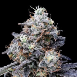 Auto MacMelon  3 u. fem. DNA Genetics