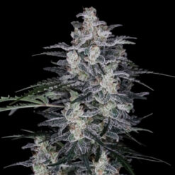 Auto MacNana  3 u. fem. DNA Genetics