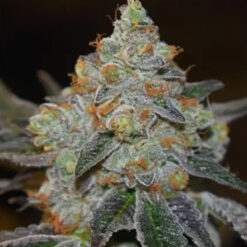 Auto Mimosa 3+1 u. fem. Vision Seeds