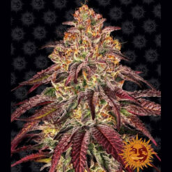 Auto Mimosa x Orange Punch 25 u. fem Barney´s