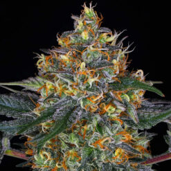 Auto Moby Dick 25 u. fem Barney´s