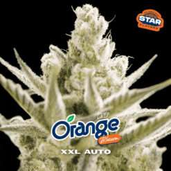 Auto Orange Blossom XXL  fem BSF Seeds