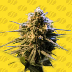 Auto Orange Gorilla XL 10 u. fem. Original Sensible