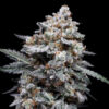 Auto Patrick Swayze  3 u. fem. DNA Genetics