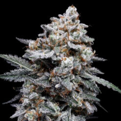 Auto Patrick Swayze  3 u. fem. DNA Genetics