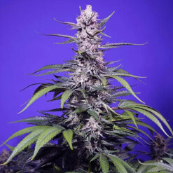 Auto Permanent Marker XL 100 u. fem. Granel Profesionales Sweet Seeds