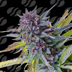 Auto Purple Lemon Tree XL  Limited Editon  Original Sensible