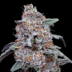 Auto Purple People Eater  3 u. fem. DNA Genetics