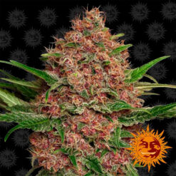 Auto Purple Punch  25 u. fem Barney´s