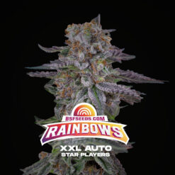 Auto Rainbows XXL  fem BSF Seeds