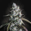 Auto Red Velvet   fem. Paradise Seeds
