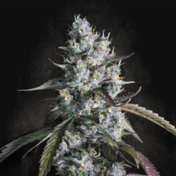 Auto Red Velvet   fem. Paradise Seeds
