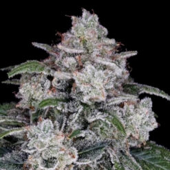 Auto Return of the Mac  3 u. fem. DNA Genetics