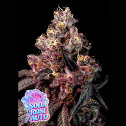 Auto Rose Soda   fem Anesia